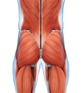 Buttock Muscles Anatomy