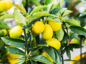Lemon. Ripe Lemons Hanging On A Lemon Tree. Growing Lemon