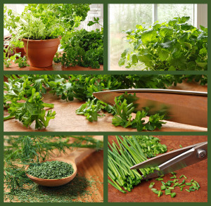 Herb collage includes images of parsley, chives, dill, lemon bal