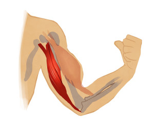 Triceps illustration