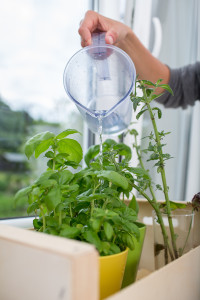 Watering the kitchen herbs - Young woman pouring fresh water int