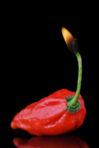 Dorset Naga known as the hottest pepper in the world.
