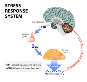  Stress is a main cause of high levels of cortisol secretion. Cortisol is a hormone produced by the adrenal cortex.